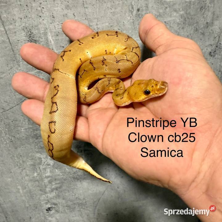 Wąż królewski Grodzisk Mazowiecki sprzedam