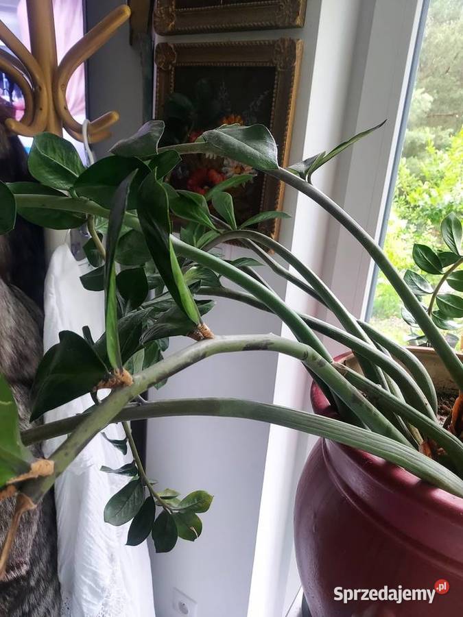 Donica z skrzydlokwiatem Jelcz-Laskowice sprzedam