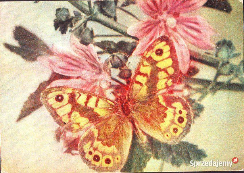 Kart Poczt Motyl Osadnik z koresp Pocztówki i karty telefoniczne śląskie Gliwice