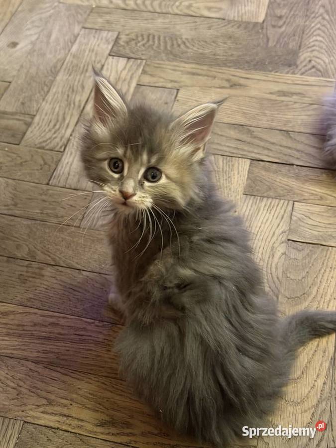 Kociczka szylkretką niebieska Maine coon FIFE Warszawa
