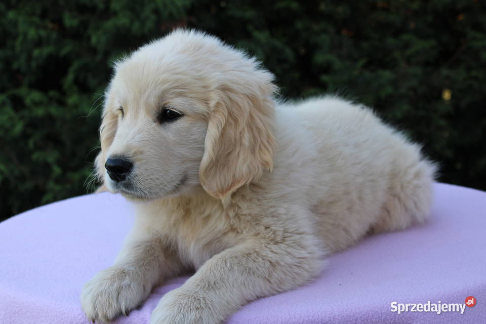 Golden Retriever szczeniaki Wilkowa