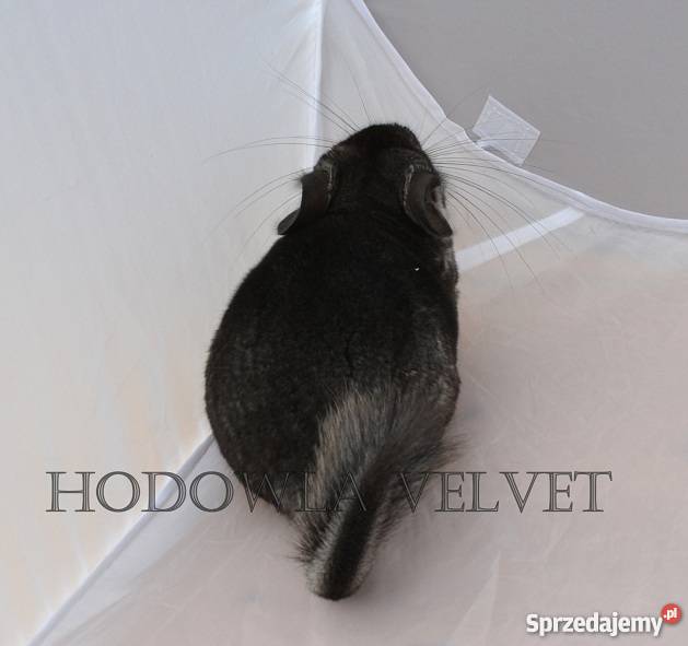 Szynszyla Szynszyl samiczka Ebony Light szary Pozostałe Perzyce