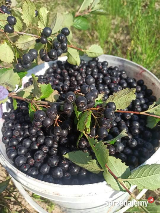 Aronia Owoce wysyłka kraj Owoce warmińsko-mazurskie Mrągowo