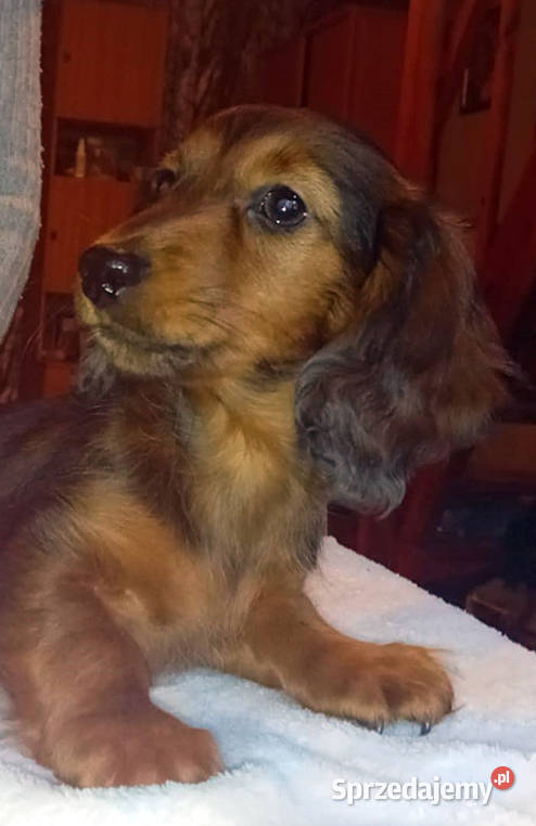 Jamniki długowłose miniaturowe i królicze Sieradz sprzedam