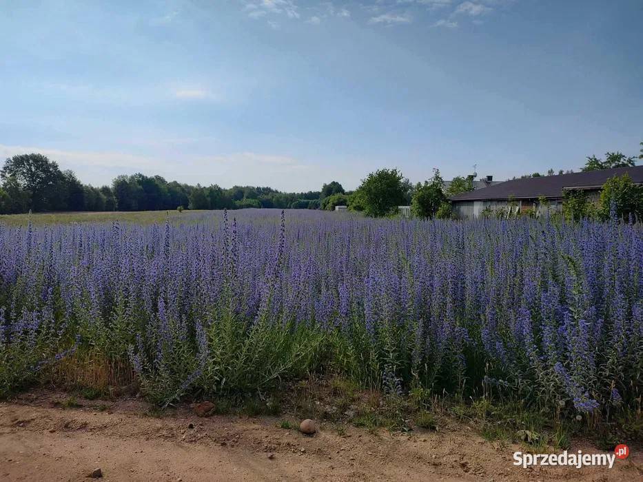 Żmijowiec zwyczajny Echium vulgare Mińsk Mazowiecki