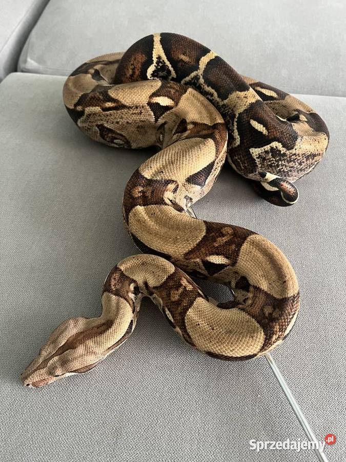 Boa Dusiciel terrarium Boa Constrictor Imperator Dobrów