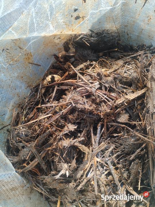 Obornik koński w workach podlaskie sprzedam