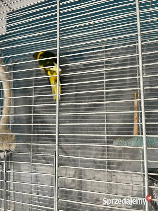 Papuga Kozia klatka i wyposażenie Warszawa Ursus Ptaki Ptaki