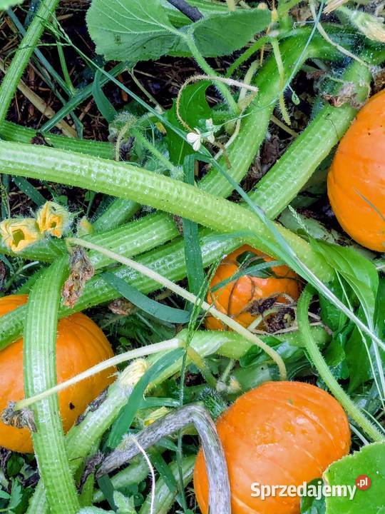 Dynia krzaczasta Unikat Nasiona pestki kolekcja Kraków