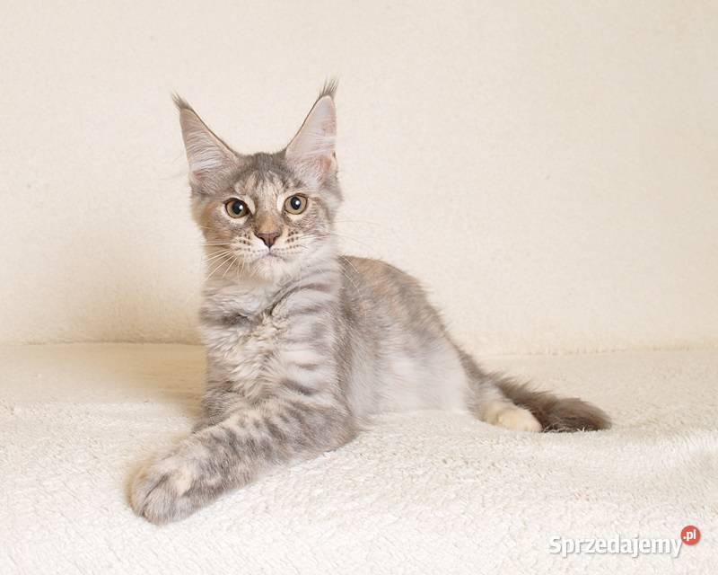 Śliczna koteczka z rodowodem PZFWCF GOTOWA DO Maine Coon