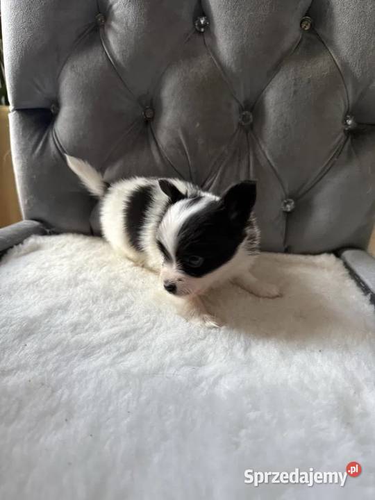 Papillon spaniel kontynentalny miniaturowy Dudki