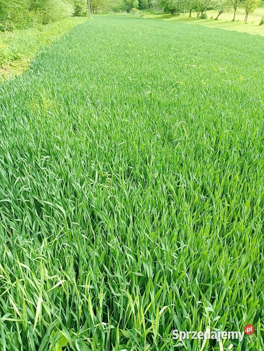 Pszenica ozima su banatus 2025 Jasło