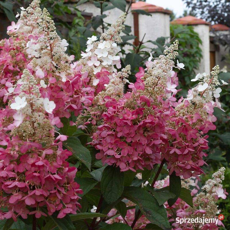 Hortensja bukietowa Pinky Winky 2L Rośliny opolskie Opole