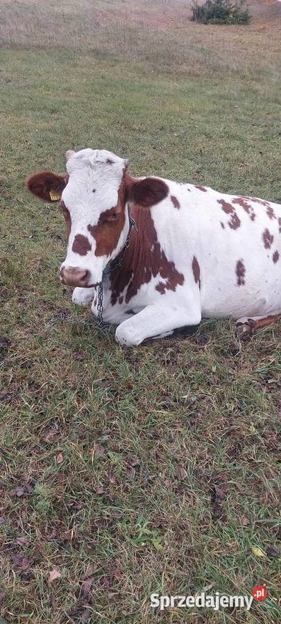 Krowa 3 lata Kalinówka Królewska