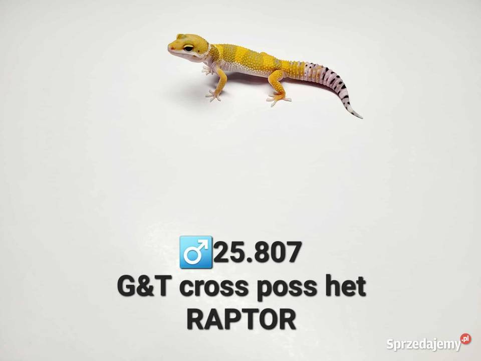 Gekony lamparcie Zawiercie sprzedam