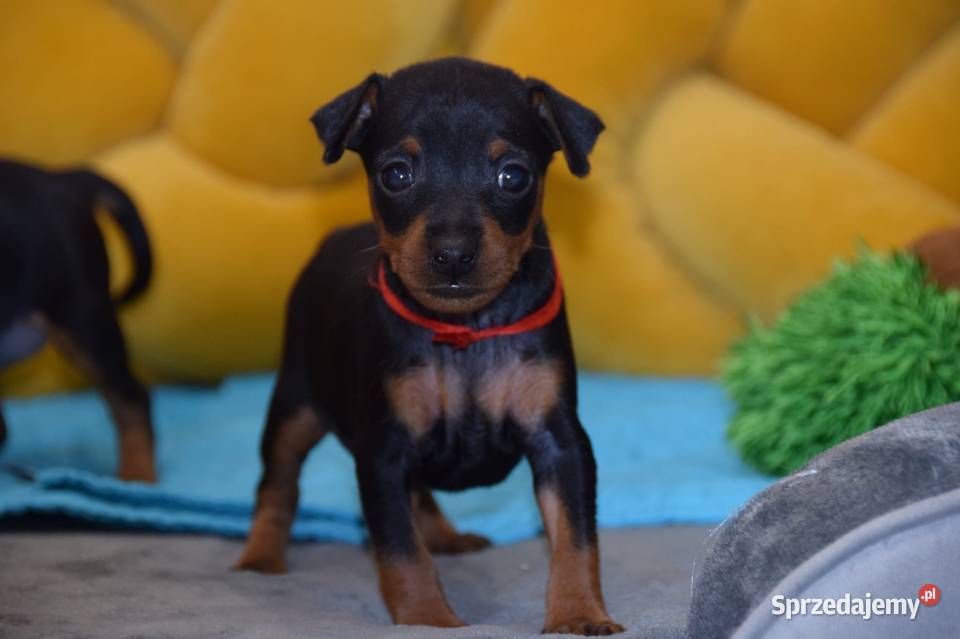 Pinczer miniaturowy Zkwp Łochów