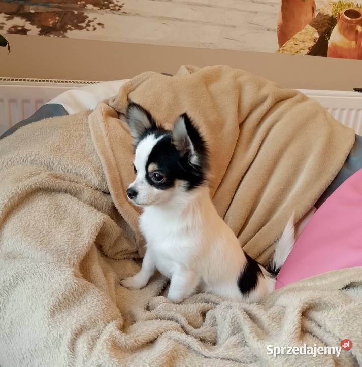 Chihuahua chłopiec długowłosy Chihuahua Szczucin