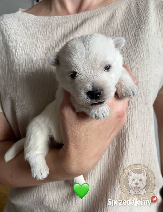 West higland white terier szczenięta śląskie Częstochowa