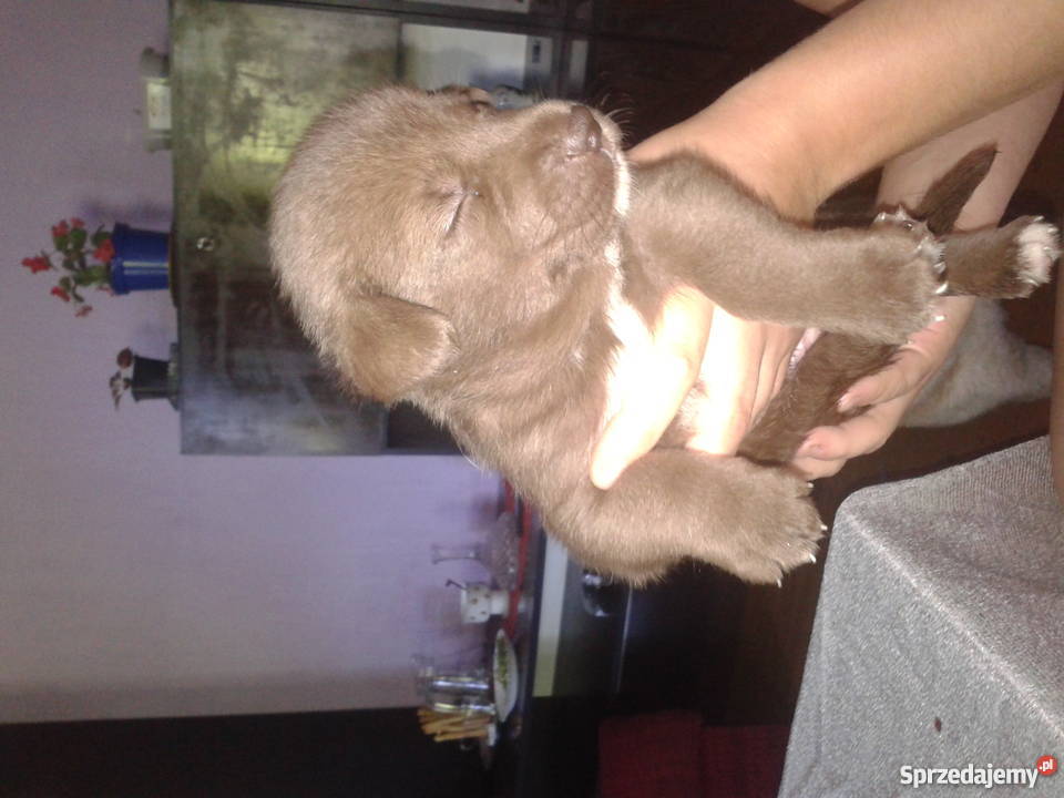 Mam o sprzedania husky mieszaniec Cieszyn sprzedam