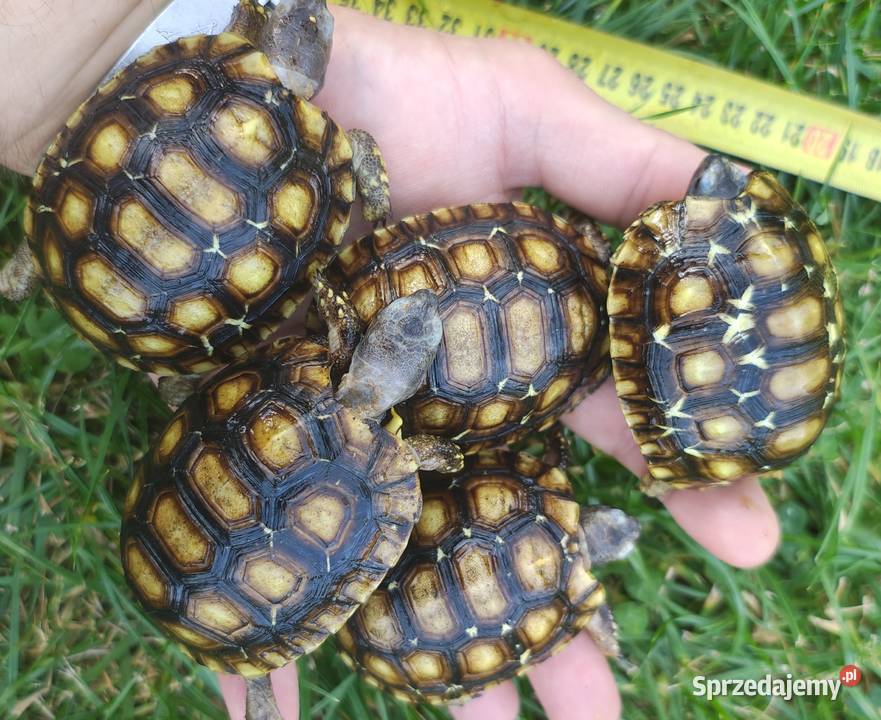 Żółw lądowy żółw zawiasowy Kinixys belliana mazowieckie Radom sprzedam