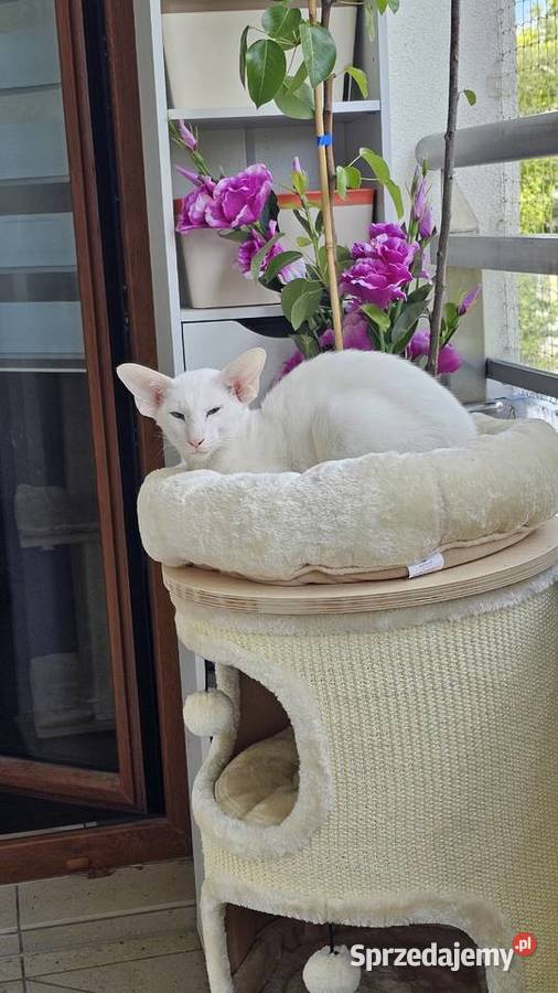 Oddam roczne białe kocurki orientalne oraz kota syjamskiego