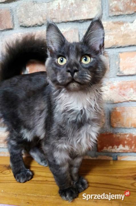 Phantome Noir wyjątkowy kocurek Maine Coon black wielkopolskie Czempiń