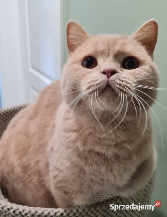 Kocur brytyjski kremowy