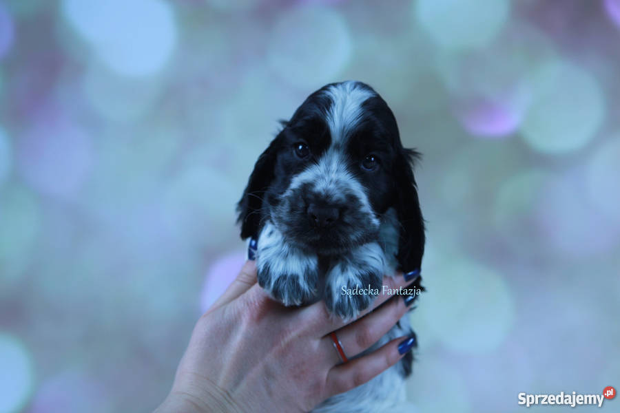 Cocker Spaniel Angielski Szczenięta z rodowodem sprzedam