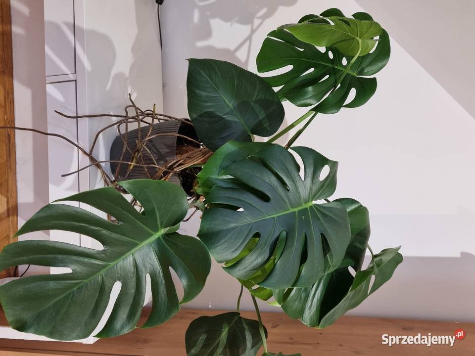 Monstera Deliciosa dziurawa z donicą 1OO sprzedam