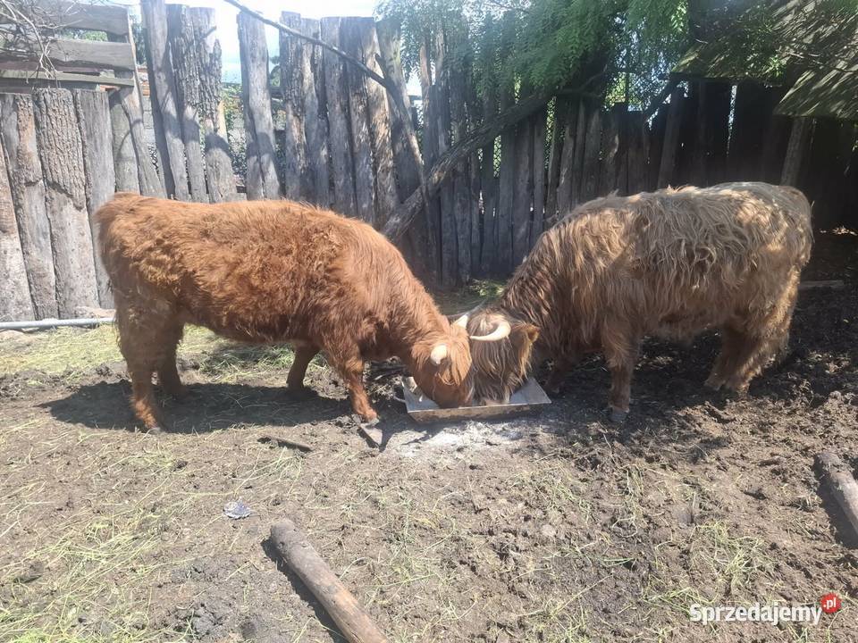 Krowy szkockie wielkopolskie Pleszew