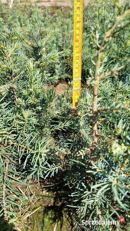 Jodła kalifornijska 23 lata własna produkcja Osuchów sprzedam