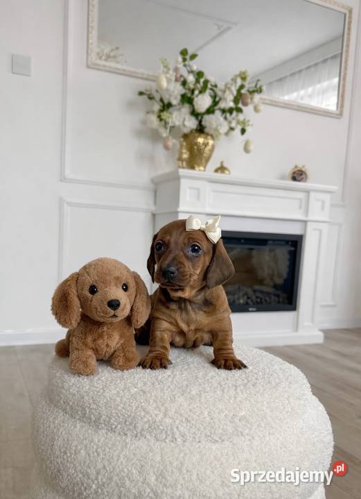 Piękne Jamniczki miniaturki rude Kraków