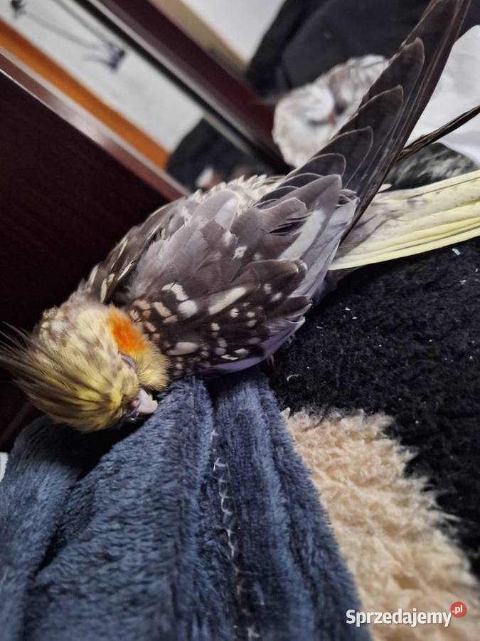 Nimfy ręcznie karmione Dzierzbin