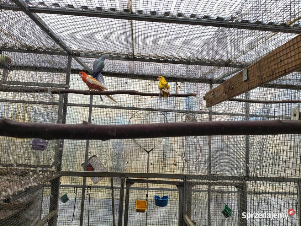 Rozelle Królewskie Grudziądz