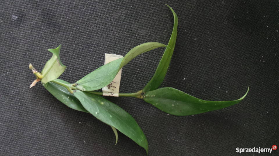 Hoya LOBBI ORANGE ukorzeniona sadzonka Lublin