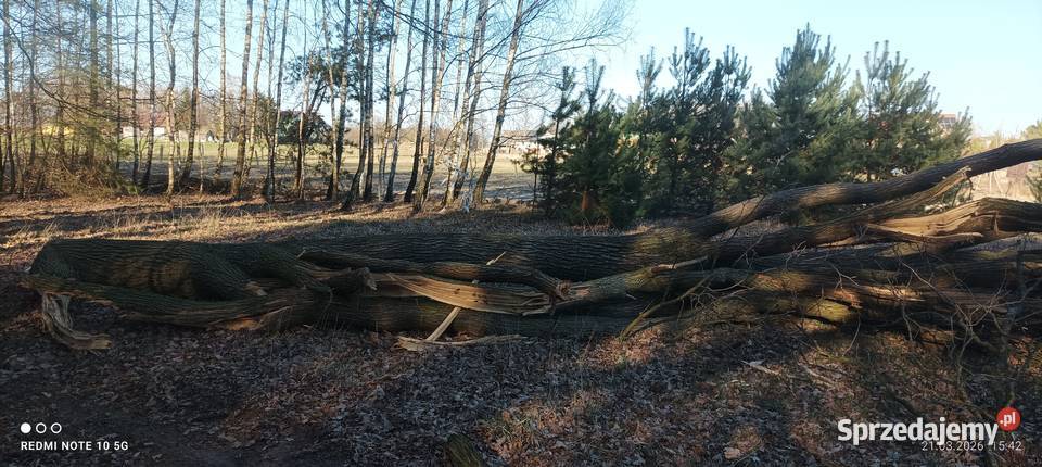 Gałęzie dębowe wycince drzewa dębowego Ryki