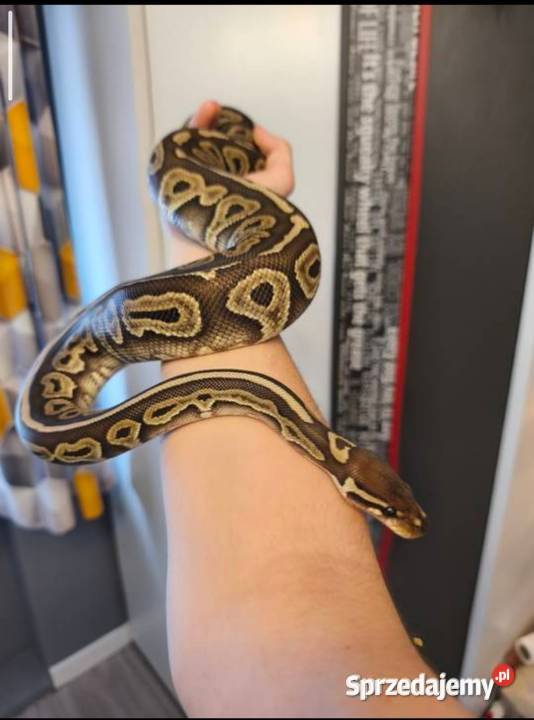 Python królewski dolnośląskie Wałbrzych