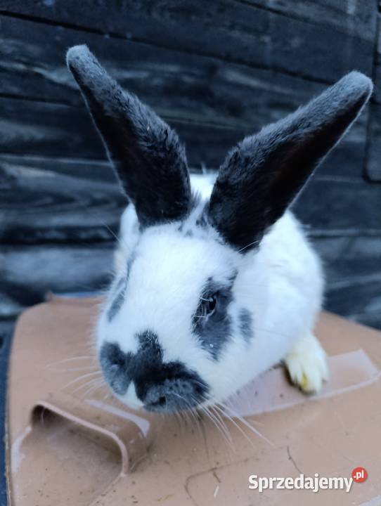 Królik króliki srokacz niebieski wiedeński Zwierzęta Słupca sprzedam