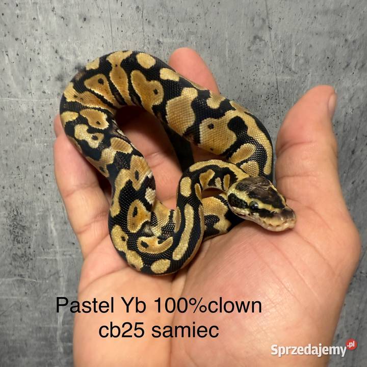 Wąż królewski Grodzisk Mazowiecki sprzedam