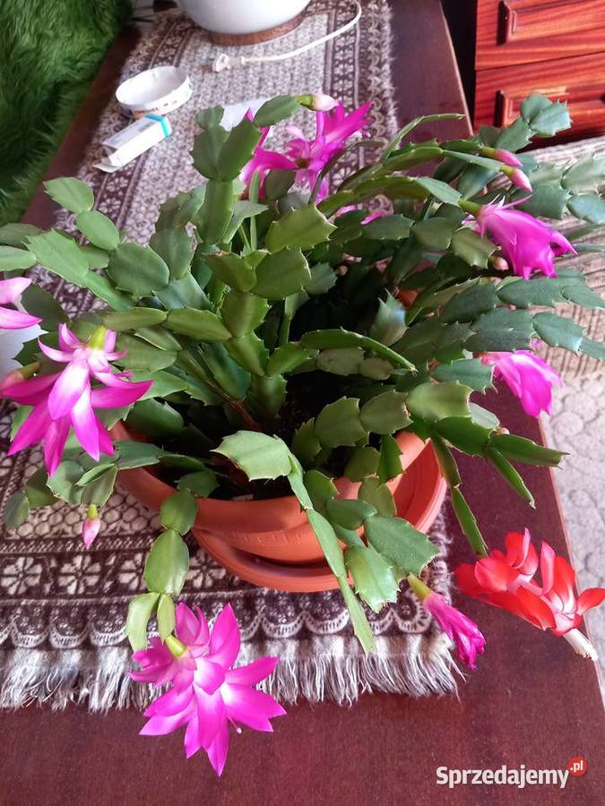 Grudnik roślina wieloletnia kwitnąca 1 Sosnowiec