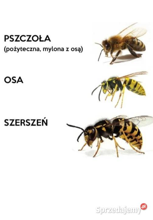 Usuwanie gniazd os i szerszeni prace ogrodowe