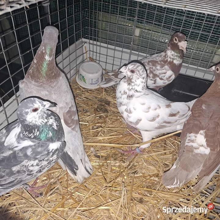 Golebie Niedrzwica Duża