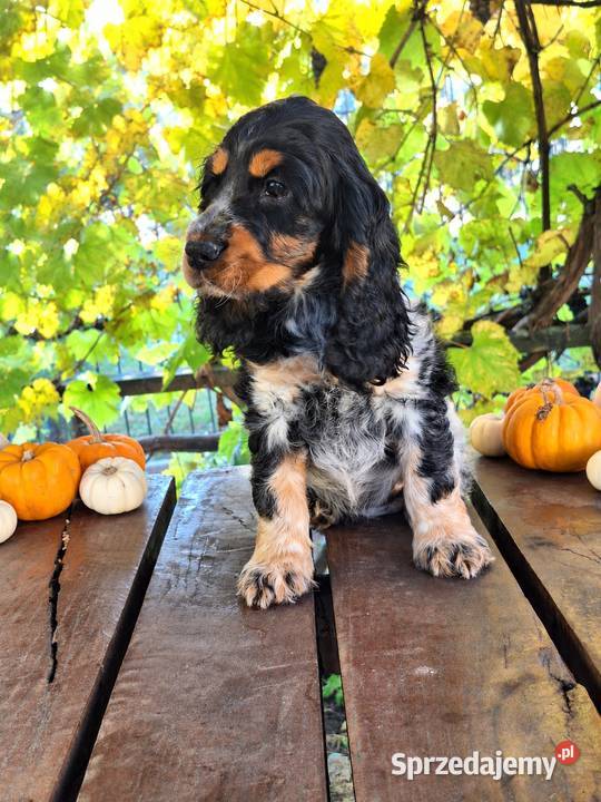 Cocker spaniel angielski sprzedam