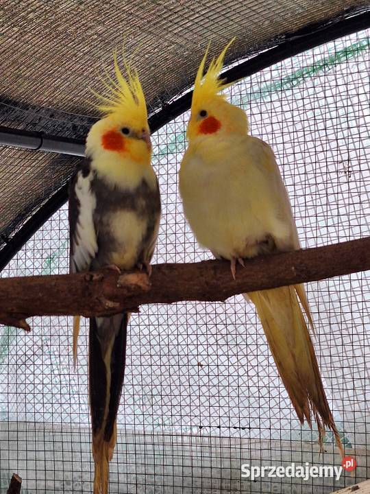 Papugi faliste rasowe i Nimfy Wystawowe lubuskie Otyń