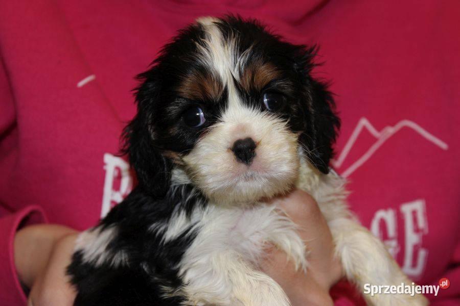 Cavalier King Charles Spaniel szczeniaczki ZKwP Psy