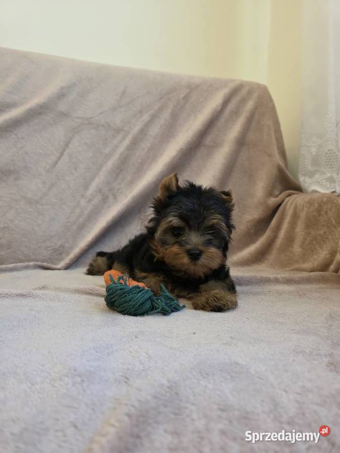 York piesek yorkshire terrier piesek rasy york Pajęczno