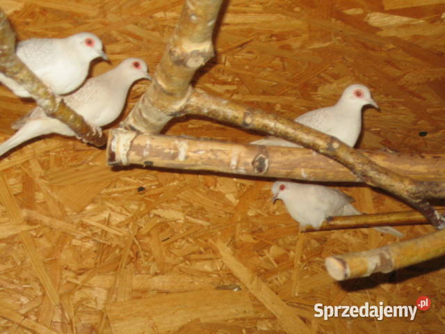 gołąbki diamentowe Kraków sprzedam