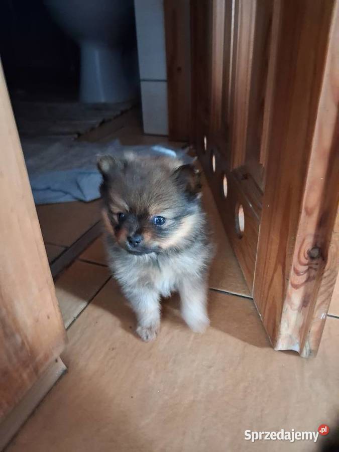 Szpic miniaturowy pomeranian Orzysz sprzedam