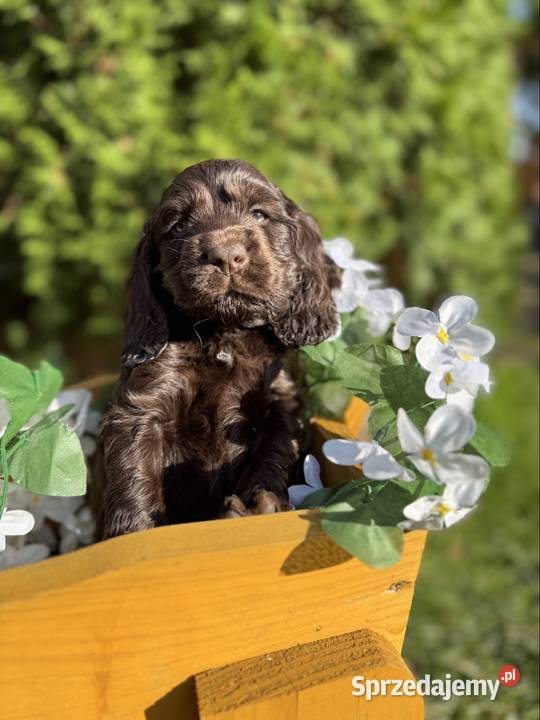 Jedyny taki Śliczny czekoladowy piesek Cocker