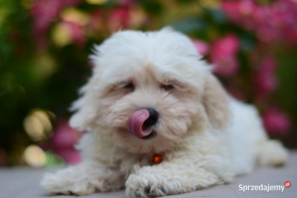 MALTIPOO pudel maltańczyk szczenięta Łódź